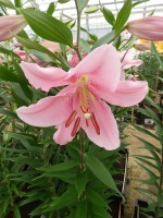 [4229 Nervi No02.JPG]